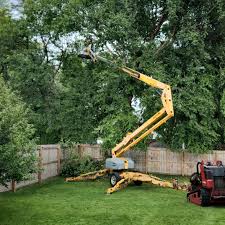 Best Tree Trimming and Pruning  in Virden, IL